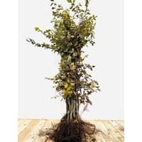 Kategorie <b>Hecken </b> - Carpinus betulus 80-100 cm