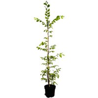 Kategorie <b>Hecken </b> - Carpinus betulus 125-150 cm