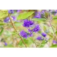 Kategorie <b>Laubbäume </b> - Caryopteris clandonensis 'Heavenly Blue' 30-40 cm