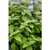 Kategorie <b>Produkt nicht gewünscht </b> - Caryopteris clandonensis 'Hint of Gold' 30-40 cm