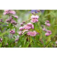 Kategorie <b>Produkt nicht gewünscht </b> - Caryopteris clandonensis 'Pink Perfection' ® 40-60 cm