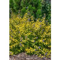 Kategorie <b>Produkt nicht gewünscht </b> - Caryopteris clandonensis 'Sunny Blue' 30-40 cm