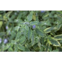 Kategorie <b>Laubbäume </b> - Caryopteris clandonensis 'White Surprise' -S- 40-60 cm
