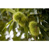 Kategorie <b>Produkt nicht gewünscht </b> - Castanea sativa 80-100 cm