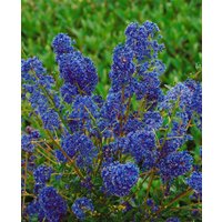 Kategorie <b>Produkt nicht gewünscht </b> - Ceanothus 'Blue Sapphire' -S- 30-40 cm