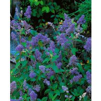 Kategorie <b>Blütensträucher und Ziergehölze </b> - Ceanothus delilianus 'Henry Desfosse' 40-60 cm