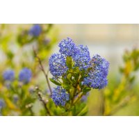 Kategorie <b>Blütensträucher und Ziergehölze </b> - Ceanothus impressus 'Victoria' 30-40 cm