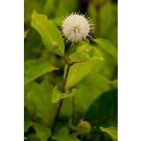 Kategorie <b>Produkt nicht gewünscht </b> - Cephalanthus occidentalis 60-80 cm