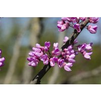 Kategorie <b>Laubbäume </b> - Cercis siliquastrum 60-80 cm