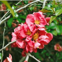 Kategorie <b>Laubbäume </b> - Chaenomeles 'Pink Lady' 40-60 cm