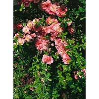 Kategorie <b>Blütensträucher und Ziergehölze </b> - Chaenomeles 'Pink Trail' 40-60 cm