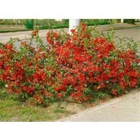 Kategorie <b>Blütensträucher und Ziergehölze </b> - Chaenomeles 'Red Trail' 40-60 cm
