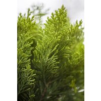 Kategorie <b>Nadelbäume u. Koniferen </b> - Chamaecyparis lawsoniana 'Alumigold' 60-80 cm