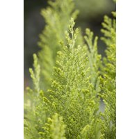 Kategorie <b>Nadelbäume u. Koniferen </b> - Chamaecyparis lawsoniana 'Ellwood's Empire' 30-40 cm