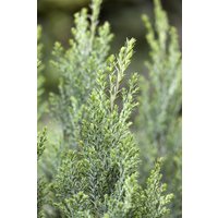 Kategorie <b>Nadelbäume u. Koniferen </b> - Chamaecyparis lawsoniana 'Ellwoodii' 40-50 cm