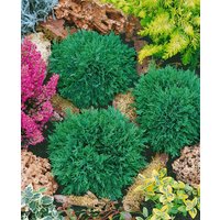 Kategorie <b>Nadelbäume u. Koniferen </b> - Chamaecyparis lawsoniana 'Green Globe' 15-20 cm