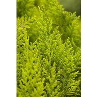 Kategorie <b>Nadelbäume u. Koniferen </b> - Chamaecyparis lawsoniana 'Ivonne' 15-20 cm