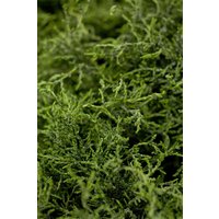 Kategorie <b>Nadelbäume u. Koniferen </b> - Chamaecyparis lawsoniana 'Lycopodioides' 25-30 cm