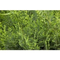 Kategorie <b>Nadelbäume u. Koniferen </b> - Chamaecyparis lawsoniana 'White Spot' 20-30 cm