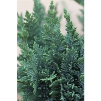 Nadelbäume u. Koniferen - Chamaecyparis lawsoniana 'Wisselii' 30-40 cm