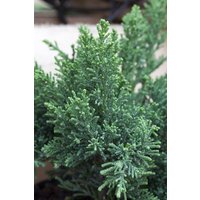 Nadelbäume u. Koniferen - Chamaecyparis obtusa 'Drath' 20-30 cm