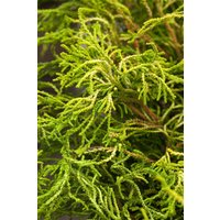 Nadelbäume u. Koniferen - Chamaecyparis obtusa 'Gitte' 15-20 cm