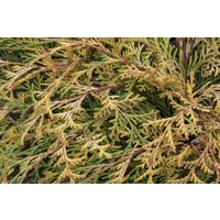 Nadelbäume u. Koniferen - Chamaecyparis obtusa 'Kamarachiba' 15-20 cm
