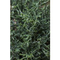 Nadelbäume u. Koniferen - Chamaecyparis obtusa 'Lycopodioides' 20-25 cm