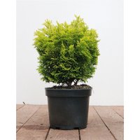 Nadelbäume u. Koniferen - Chamaecyparis obtusa 'Nana Aurea' 15- 25 cm