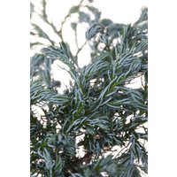 Nadelbäume u. Koniferen - Chamaecyparis pisifera 'Boulevard' 20-30 cm