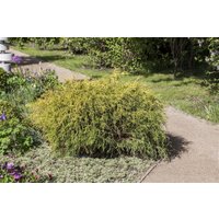 Kategorie <b>Nadelbäume u. Koniferen </b> - Chamaecyparis pisifera 'Filifera Aurea Nana' 30-40 cm