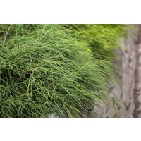 Nadelbäume u. Koniferen - Chamaecyparis pisifera 'Filifera Nana' 25-30 cm