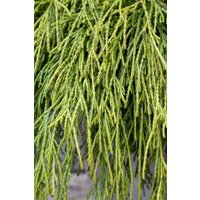 Nadelbäume u. Koniferen - Chamaecyparis pisifera 'Sungold' 30-40 cm