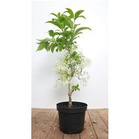 Kategorie <b>Laubbäume </b> - Chionanthus virginicus 30-40 cm