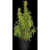 Kategorie <b>immergrüne Laubbäume </b> - Choisya ternata 'Aztec Pearl' 30-40 cm