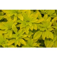 immergrüne Laubbäume - Choisya ternata 'Sundance' -R- 40-60 cm