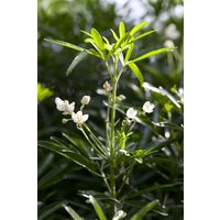 Kategorie <b>immergrüne Laubbäume </b> - Choisya ternata 'White Dazzler' -S- 30-40 cm