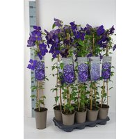 Kategorie <b>Produkt nicht gewünscht </b> - Clematis Hybride 'Jackmanii' 60-100 cm
