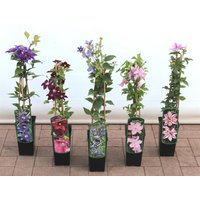 Kategorie <b>Kletterpflanzen </b> - Clematis Hybride 'John Paul II' 40-60 cm