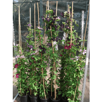 Kategorie <b>Produkt nicht gewünscht </b> - Clematis Hybride 'Rouge Cardinal' 100-150 cm