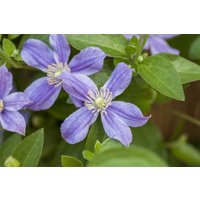 Kategorie <b>Produkt nicht gewünscht </b> - Clematis integrifolia 'Arabella' 80-100 cm