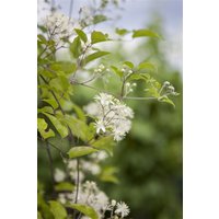 Kategorie <b>Produkt nicht gewünscht </b> - Clematis vitalba 80-100 cm