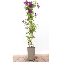 Kategorie <b>Produkt nicht gewünscht </b> - Clematis viticella 'Etoile Violette' 40-60 cm