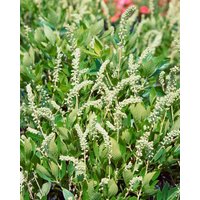 Kategorie <b>Produkt nicht gewünscht </b> - Clethra alnifolia 'Hummingbird' 40-60 cm