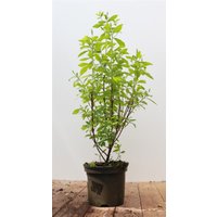 Kategorie <b>Produkt nicht gewünscht </b> - Clethra alnifolia 'Pink Spire' 40-60 cm