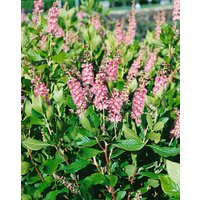 Kategorie <b>Produkt nicht gewünscht </b> - Clethra alnifolia 'Ruby Spice' 60-80 cm