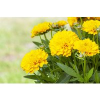 Kategorie <b>Produkt nicht gewünscht </b> - Coreopsis grandiflora Solanna Golden Sph. 2 Liter Container (Wuchs jahreszeitlich)