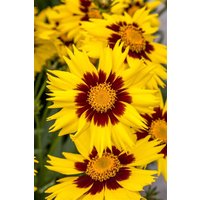 Kategorie <b>Produkt nicht gewünscht </b> - Coreopsis grandiflora Sunkiss 2 Liter Container (Wuchs jahreszeitlich)