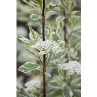 Kategorie <b>Hecken </b> - Cornus alba 'Elegantissima' 60-100 cm