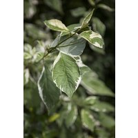 Blütensträucher und Ziergehölze - Cornus alba 'Ivory Halo' -R- 60-100 cm
